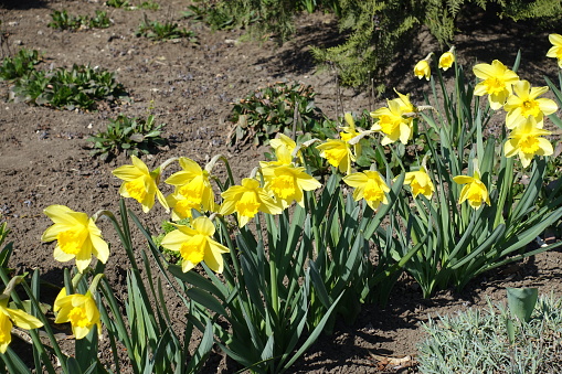 Vivid yellow flowers of common daffodils in a row in March