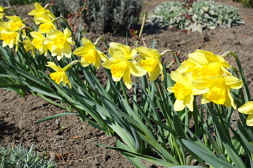 Yellow flowers of common daffodils in a row in March