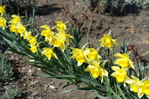 Vibrant yellow flowers of common daffodils in March
