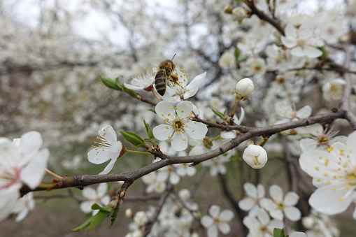 Bee pollinating flowers of plum tree in March