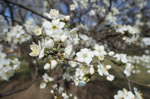 Blossom of plum tree in mid March