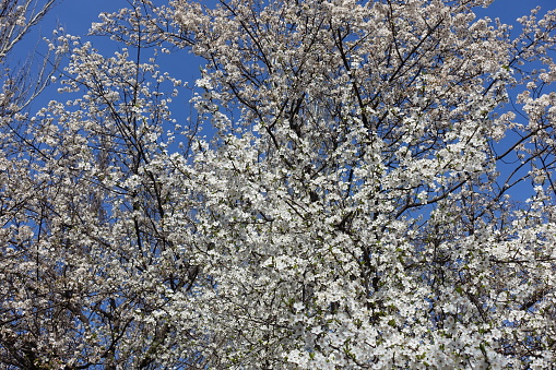Bountiful amounts of white flowers of blossoming plum tree against blue sky in March