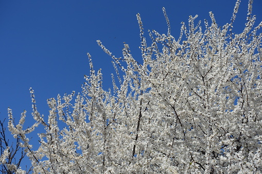 Pear flowers tree orchard at snow mountain backgrounds.