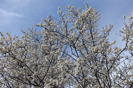 Blossoming branches of plum tree against hazy sky in mid March