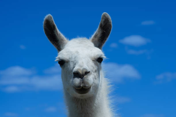 Dumb Animal. Goofy confused looking Llama head popping up with stupid talking face. Funny meme image isolated against black background with copy-space for message or speech bubble..