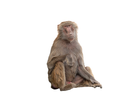 sitting baboon isolated on white background