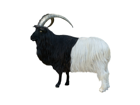 Close up portrait of a adult goat