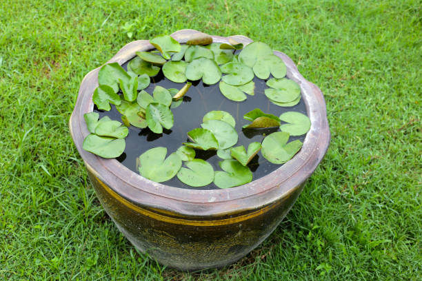 istock Beautiful water lily in a water pot 1924309781
