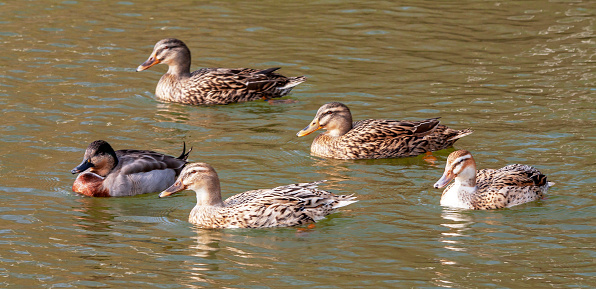 Close-up of a duck and four mallard ducks seen in profile on the pond.