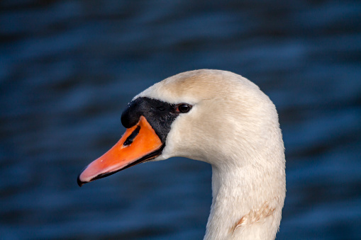 Close-up of a white swan's head in profile facing the pond