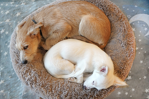 Two dogs, white and red, sleep together. Friendship and Love