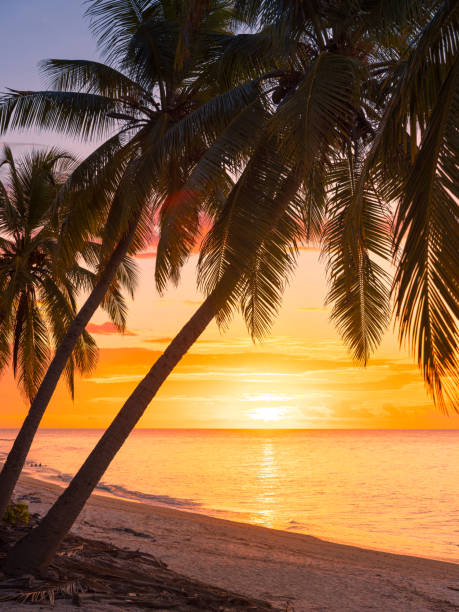 istock Coconut palm trees with sunrise or sunset at tropical beach with quiet ocean 1924331289