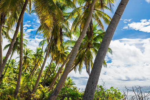 Palm trees small Beach in Oahu, Hawaii