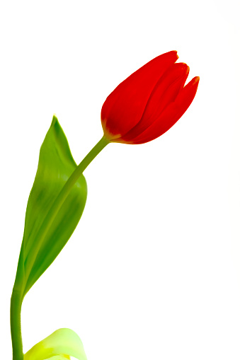 Red tulip flower close up on a plain white background with copy space.