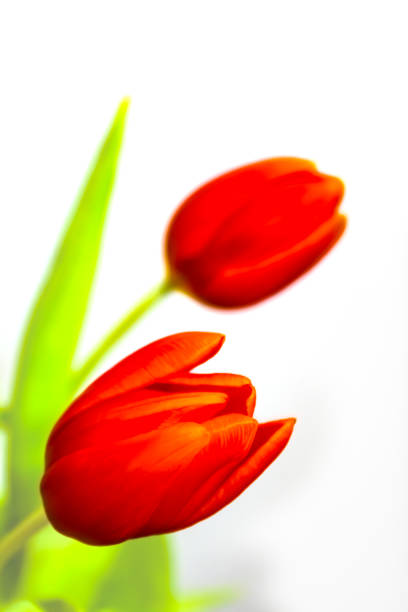 Red tulip flowers close up on a plain white background with copy space.