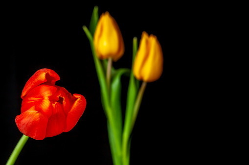 Red tulip flower close up on a black background with two yellow tulips in background.