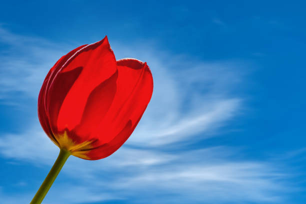 Red tulip flower close up against a blue sky background with copy space.