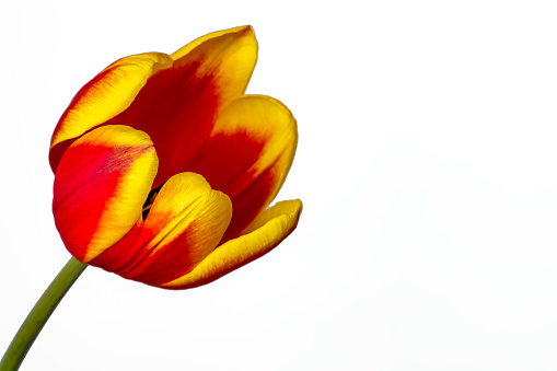 Spring flowers series, colorful tulip.