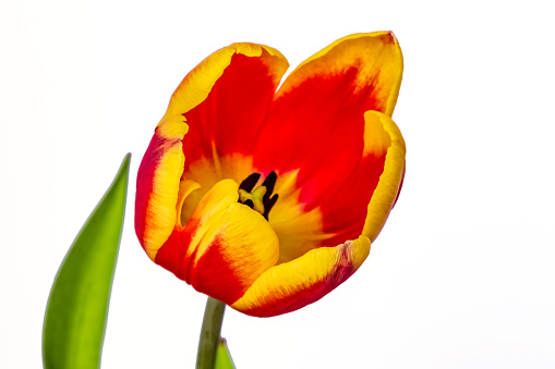 Red and yellow variegated darwin hybrid  tulip flower close up on a plain white background with copy space.