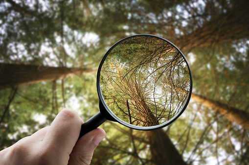 A magnifying glass focusing on a redwood forest