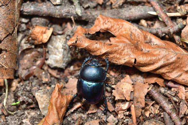 Macro photo of a dor beetle on a forest path with leaves stock photo