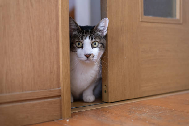 istock Cat peeking through the gap in the door 1924348122