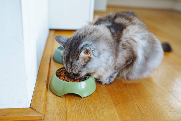 istock domestic cat eats dry food from bowl on floor 1924350363