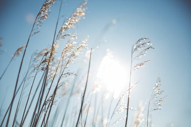 istock Reeds in the wind. 1924350900