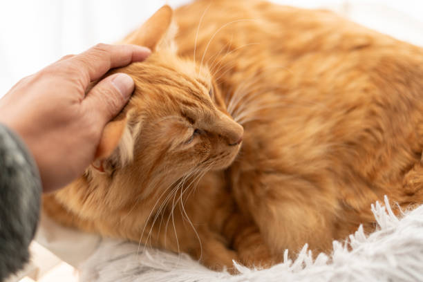 istock owner petting a cat 1924354192