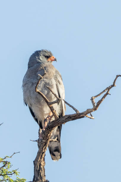istock Gabar Goshawk (Micronisus gabar) (Witkruissperwer) in the Kgalagadi Transfrontier Park 1924355252
