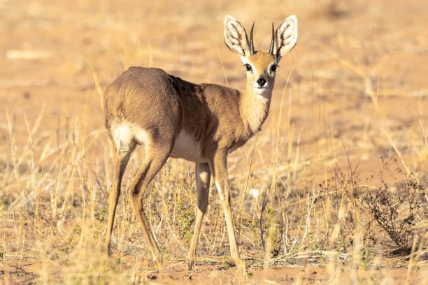istock Steenbok (Raphicerus campestris) in the Kgalagadi Transfrontier Park 1924355797