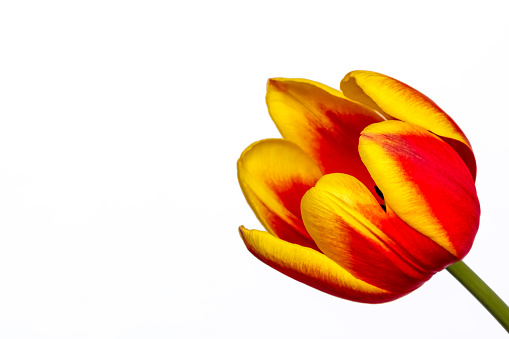 Bed of orange tulips in full bloom during the Tulip Time festival at the Windmill Island Gardens in Holland, Michigan