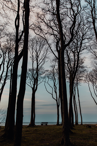 Ghostly forest with a lonely bench. View of the sea. Nature photography in the forest. Landscape photography at the Baltic Sea.