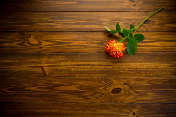 one red beautiful blooming rose on a dark wooden table