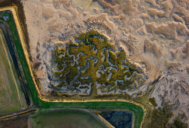 Aerial photo from a drone of a small patch of salt marsh on The River Blackwater, Essex, UK.
