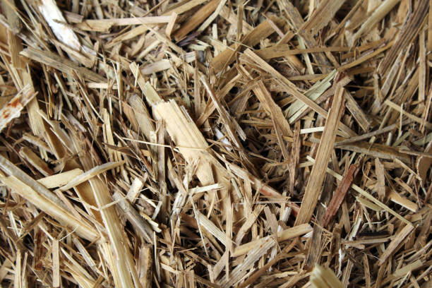 istock Close up textured background of sugar cane mulch hay straw 1924363481