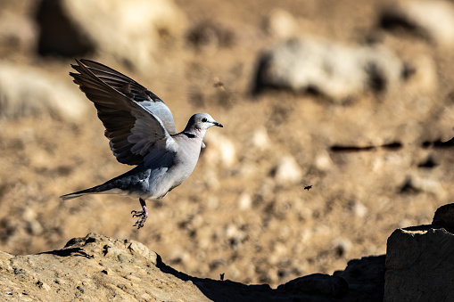 Ring-necked dove in flight (Gewone tortelduif) (Streptopelia capicola) at Kij Kij in the Kgalagadi Transfrontier Park in the Kalahari