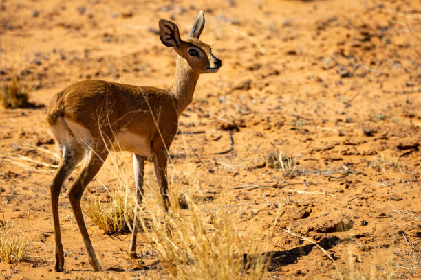 istock Steenbok (Raphicerus campestris) in the Kgalagadi Transfrontier Park 1924364926