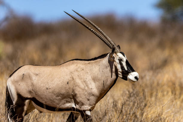 istock South African oryx (Oryx gazella) (Gemsbok) on Bitterpan in the Kgalagadi Transfrontier Park 1924366008