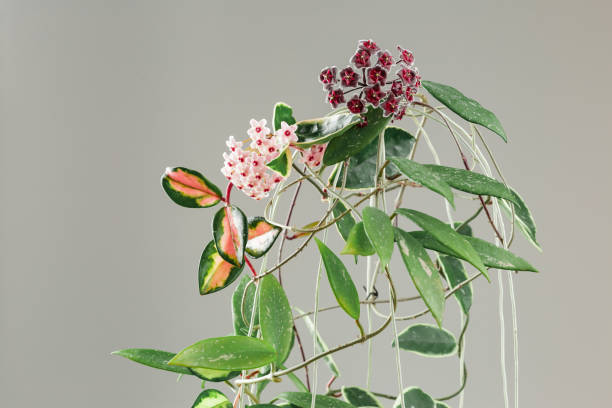 istock Hoya Carnosa and Hoya Pubicalyx Potted Plants 1924373719
