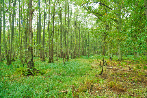 View into a deciduous forest with grass-covered forest floor. Photograph from a nature park on the Darss. Landscape photograph