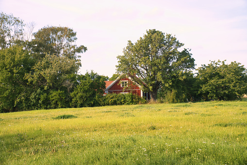 Red Swedish house surrounded by trees. In front of it a large meadow with green grass. Landscape from Scandinavia