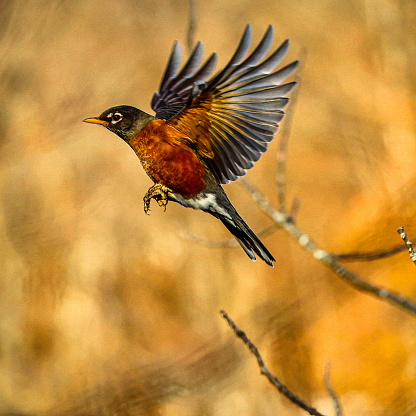 A European robin bird eating a worm on a wooden ground.