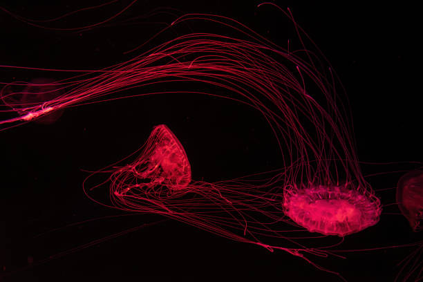 istock Fluorescent jellyfish swimming underwater aquarium pool with red neon light 1924379310