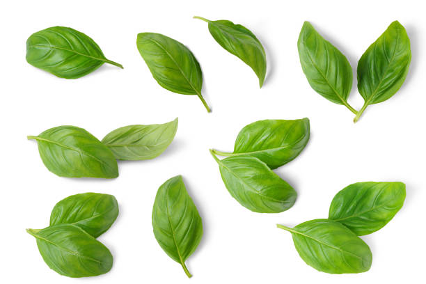 istock Set, collection of fresh green basil leaves isolated on white background 1924379314