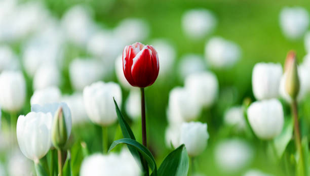 istock One red tulip on a background of white tulips 1924379315