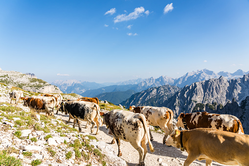 Cattle drive in the Dolomites in the Italian Alps on a sunny afternoon