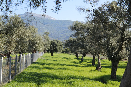 Winter view of olive trees in orchard.