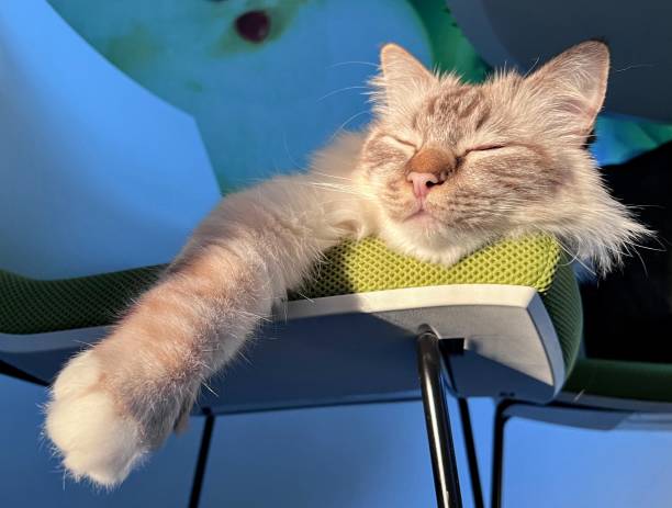 istock Beautiful young Sacred Birman chocolate tabby point cat enjoy sunshine rays eyes closed while laying on the chair with the paw extended forward down 1924387451