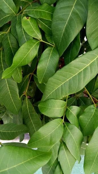 istock Close up of longan plant 1924393618